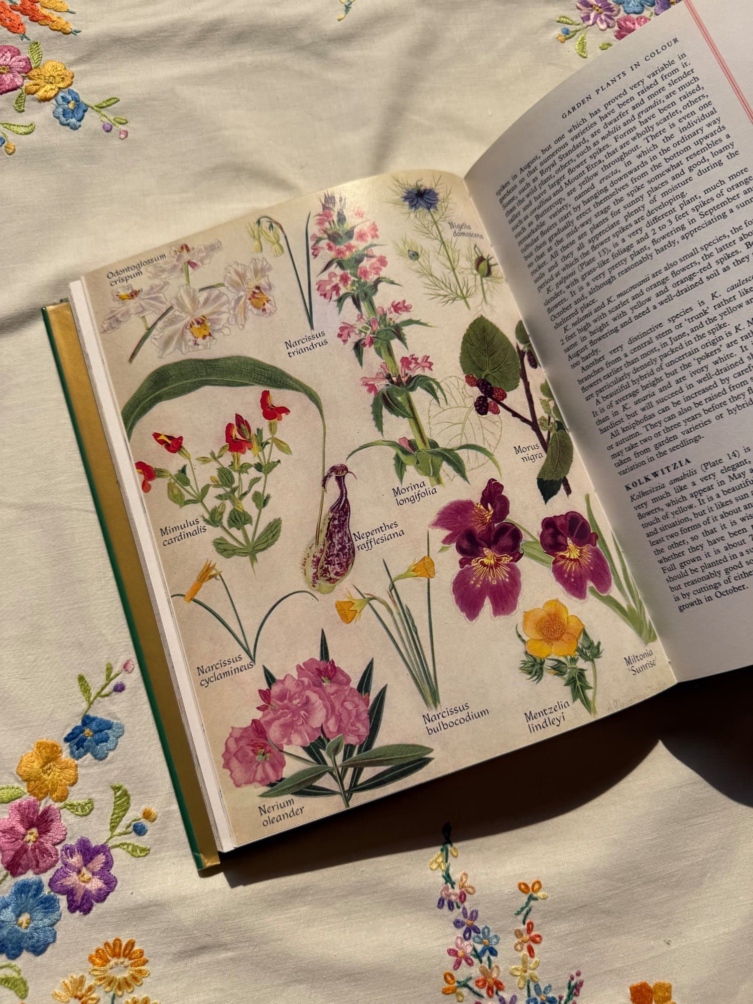 Garden Plants in Colour