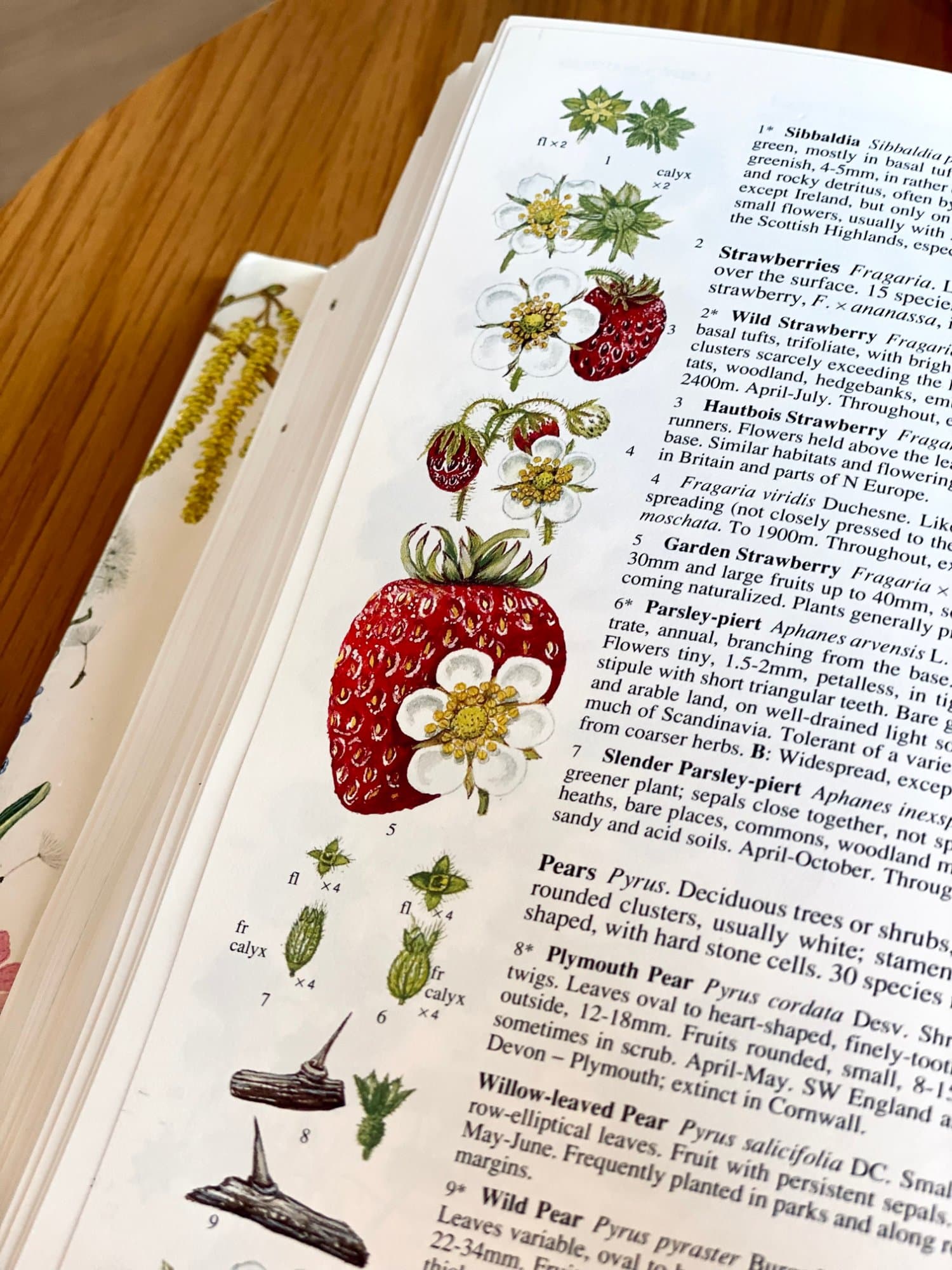 Strawberries, Pears & Crab Apples