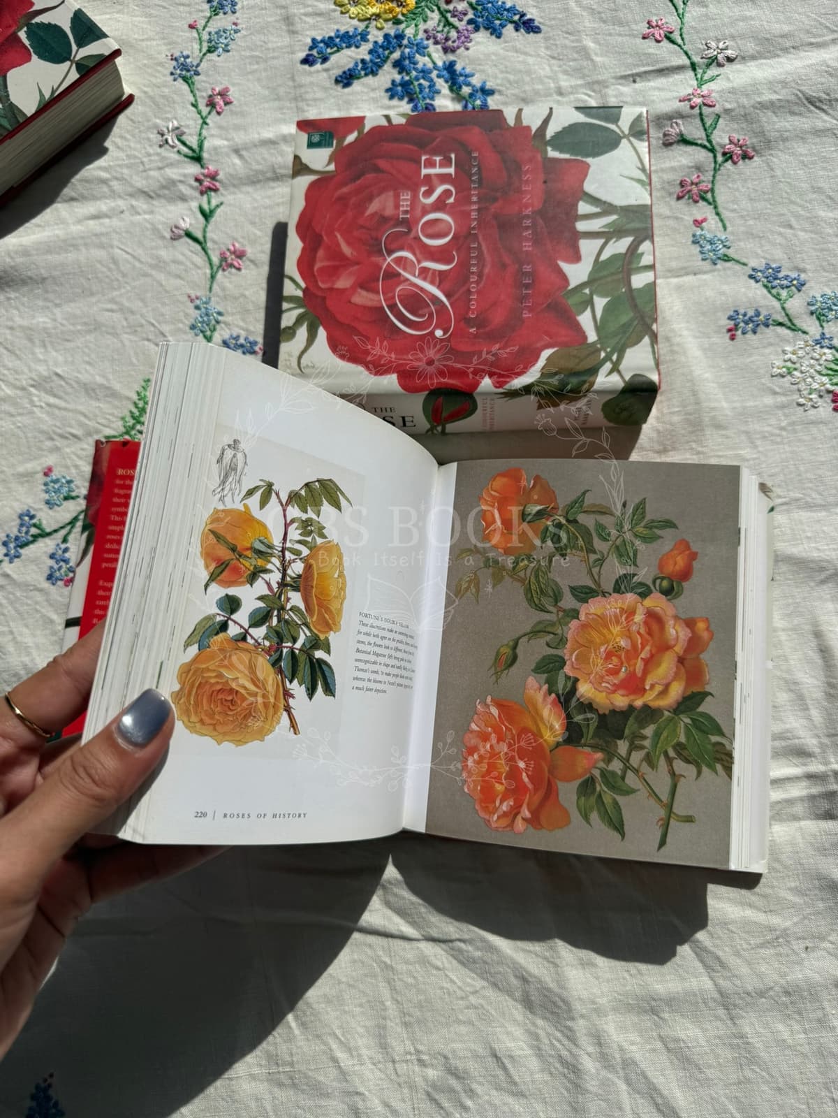 The Rose: A Colourful Inheritance