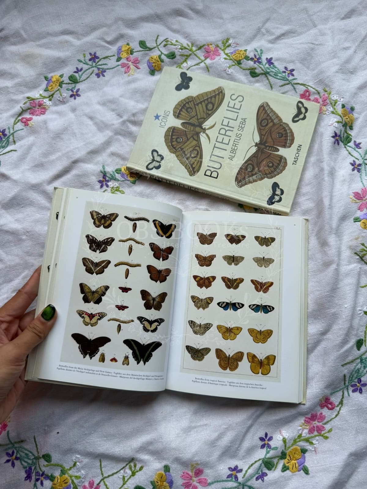 Butterflies (Icons)